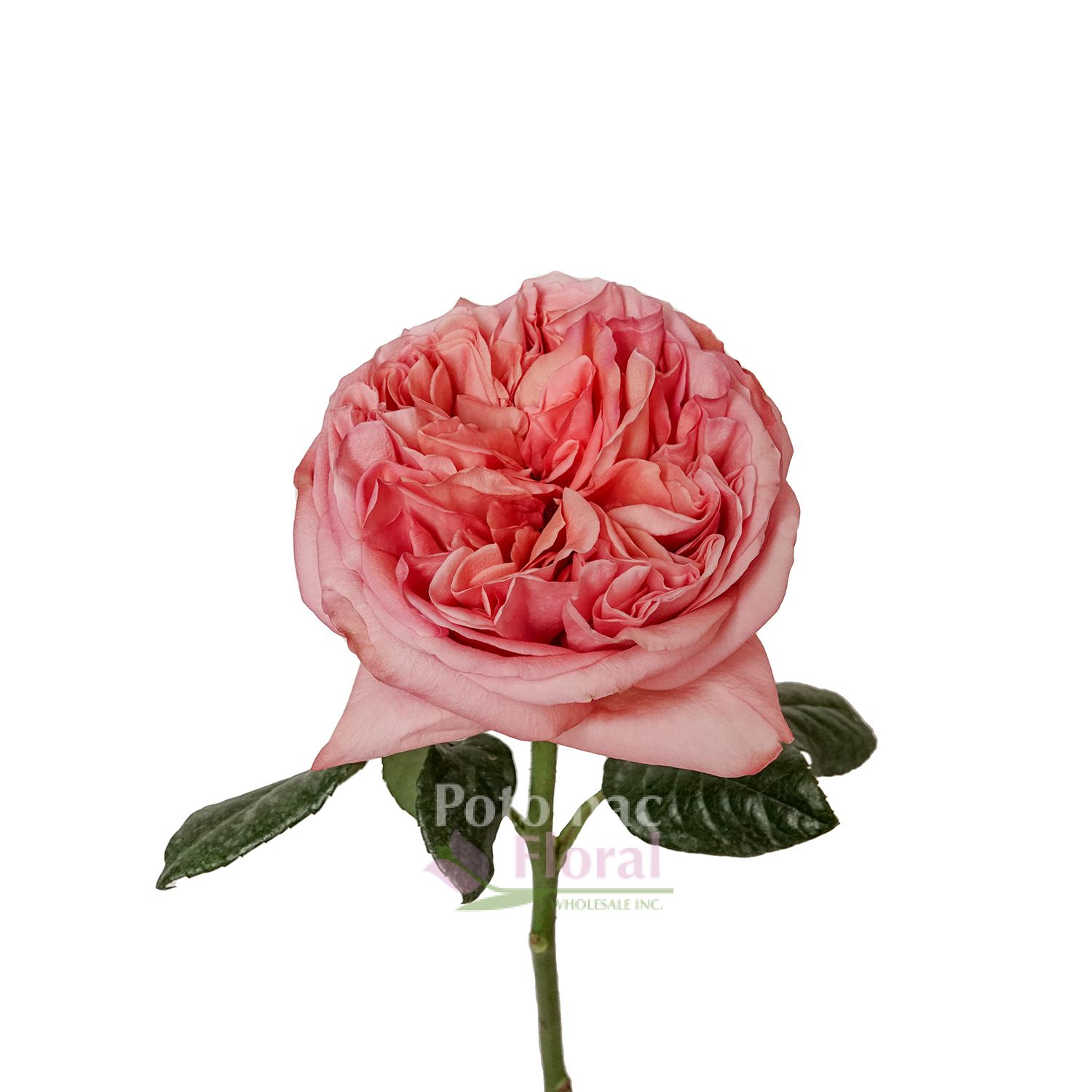 Garden Rose Candy Xpression Potomac Floral Wholesale